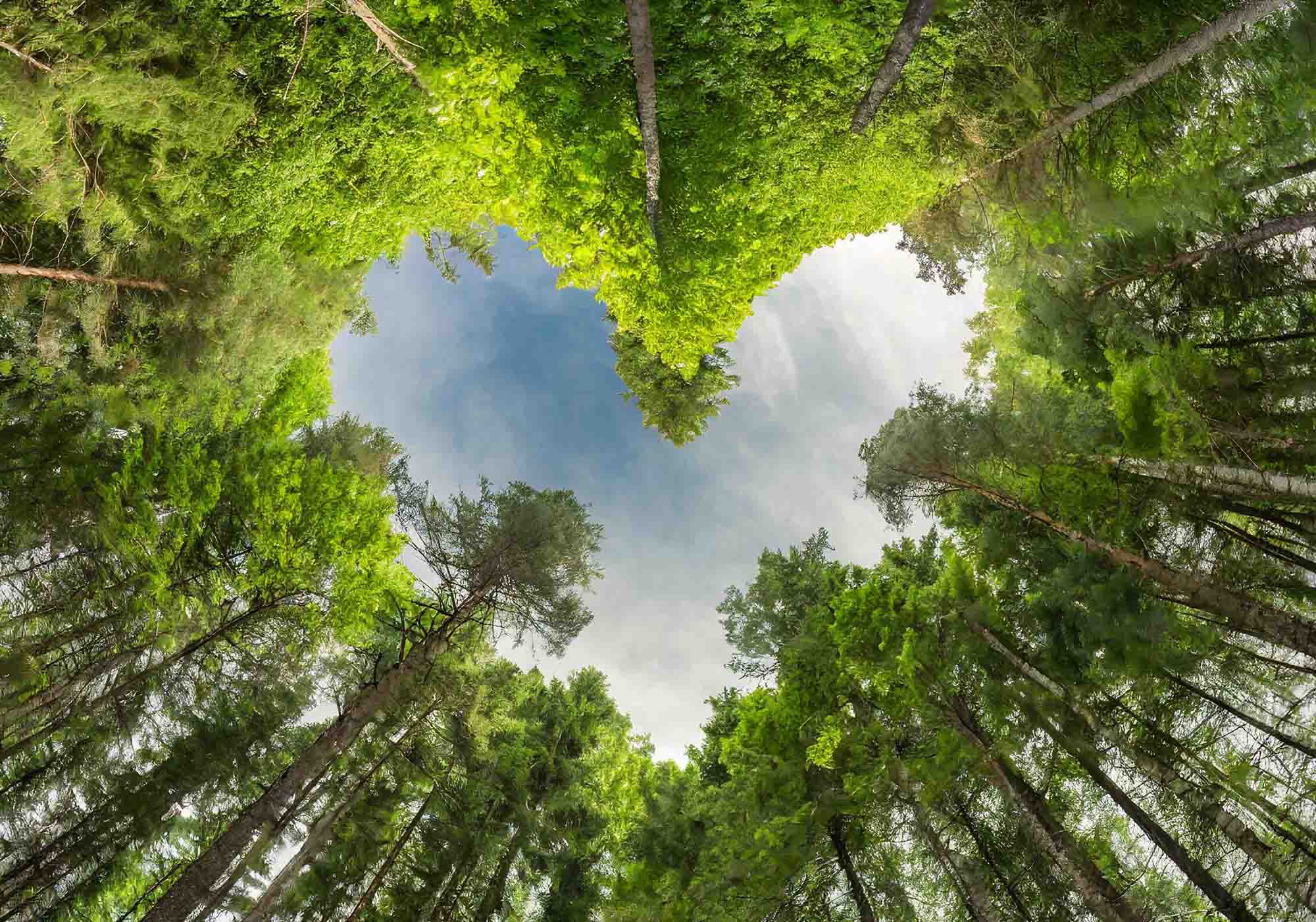 Vista dal basso di un bosco con alberi alti, simbolo dell'impegno di Beliamo per la sostenibilità e la protezione dell'ambiente